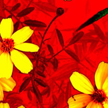 便宜的注册网站求的免费ddos在线攻击测试网站